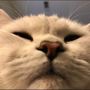 Meet your Posher, Linda